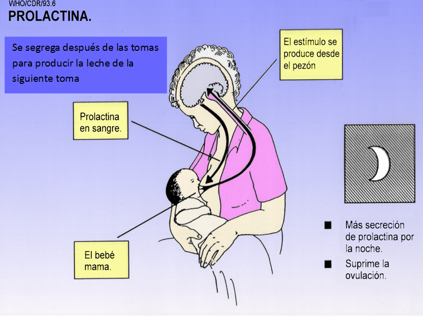 Continuum Lactancia Materna